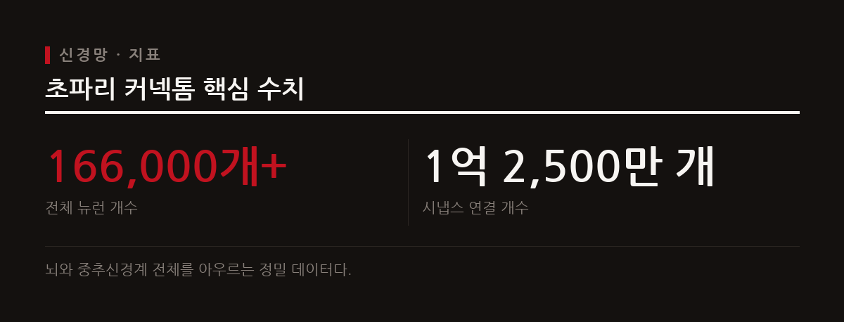구글 연구진과 HHMI 자넬리아가 16만 개 이상의 뉴런을 포함한 수컷 초파리 뇌 지도를 완성했다.