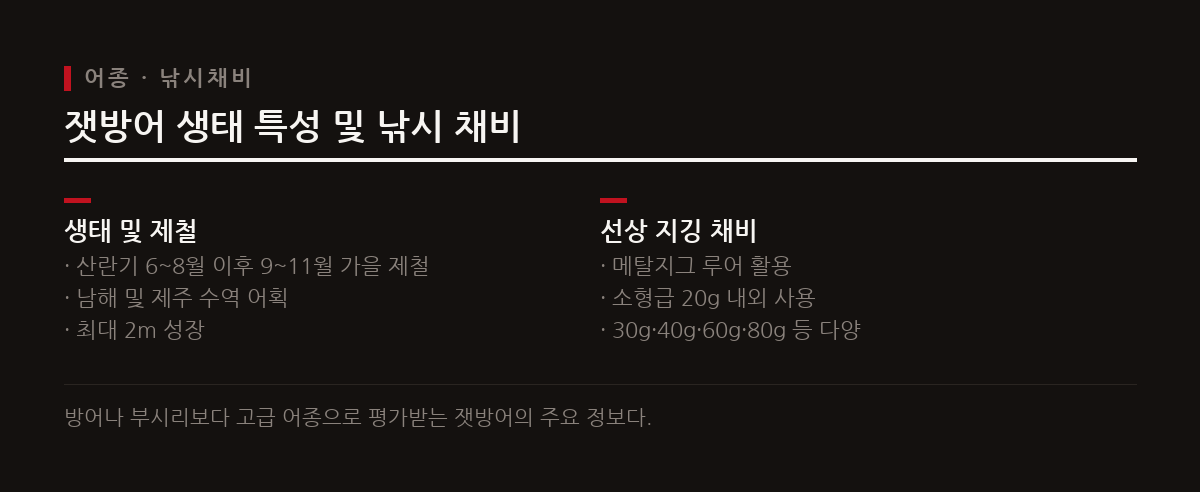 산란을 마친 잿방어는 가을철에 기름진 살이 올라 선상 메탈지그 루어낚시의 최고 대상어로 꼽힌다.